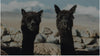 Two brown alpacas looking at the camera with the Andes mountain range in the background.