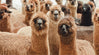 A herd of brown alpacas