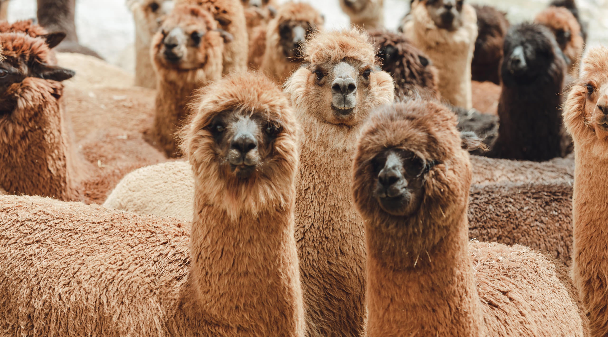 A herd of brown alpacas