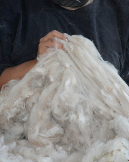 A woman holding white alpaca fiber 