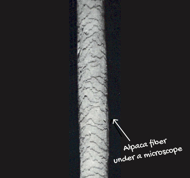 Alpaca fiber under a microscope