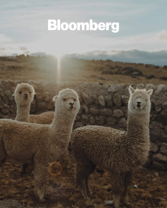 A group of cute alpacas in the Andes with the Bloomberg logo at the top left corner