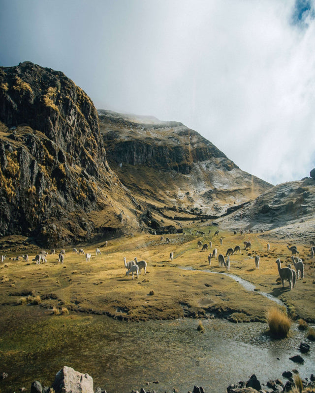 Herd of grazing alpacas in a sunlit mountain valley with steep rocky cliffs and a cloudy sky