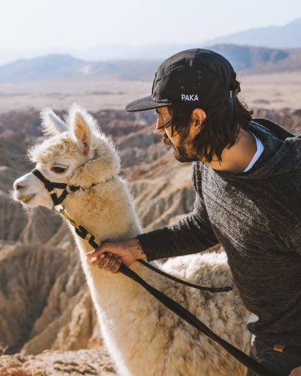 Man Named Rod Wearing The Hoodie Charcoal / Dark Grey Hoodie Pullover Sweater with His White Alpaca – PAKA Apparel