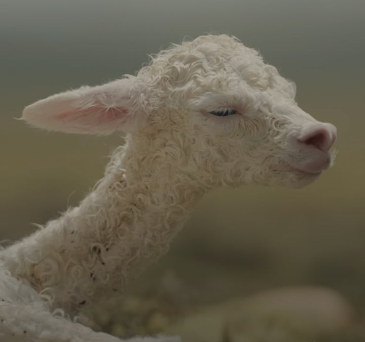 A newborn white baby alpaca's face