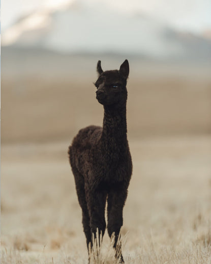A black baby alpaca  