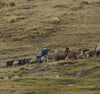 A herd of alpacas in the Andes with two men.