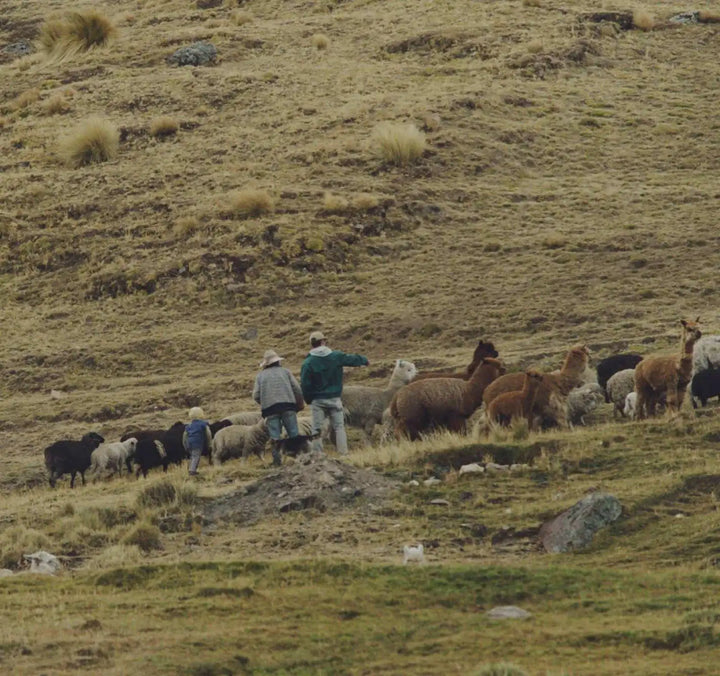 A herd of alpacas in the Andes with two men.