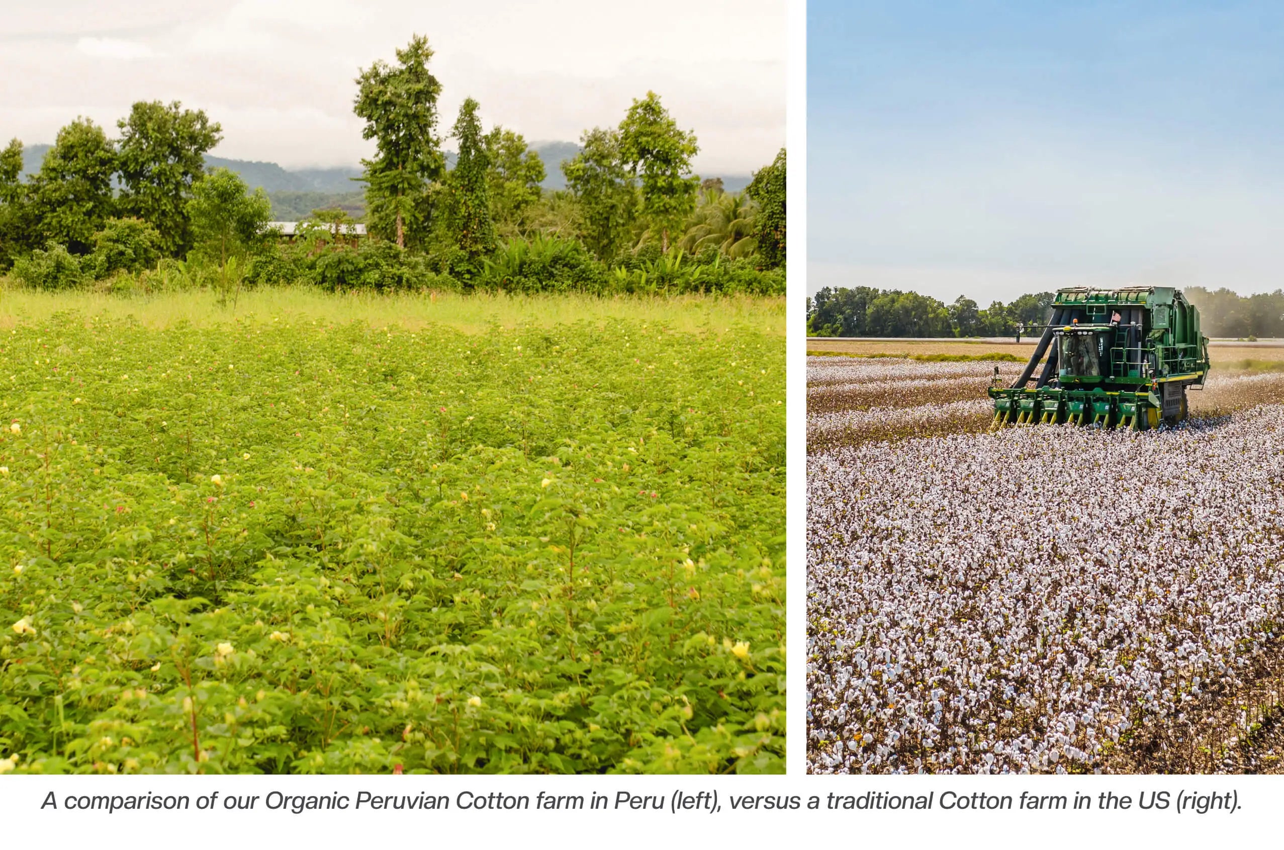 Peruvian Pima cotton field with rows of green plants stretching toward a distant tree line