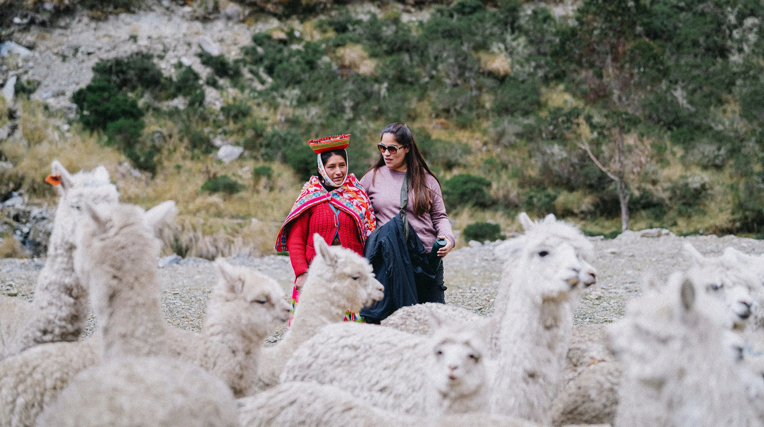 Two herders wearing red and blue jackets standing among a herd of white alpacas on a rocky Andean hillside