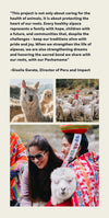 Alpaca herder smiling with two alpacas draped in colorful Peruvian textiles in the Andes
