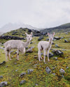 Two alpacas standing on a grassy, rocky mountain slope with misty peaks and cloudy sky