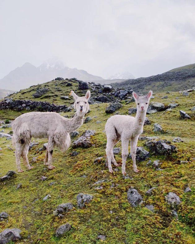 Two alpacas standing on a grassy, rocky mountain slope with misty peaks and cloudy sky