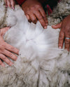 Close-up of hands parting white alpaca fleece to show clean fiber