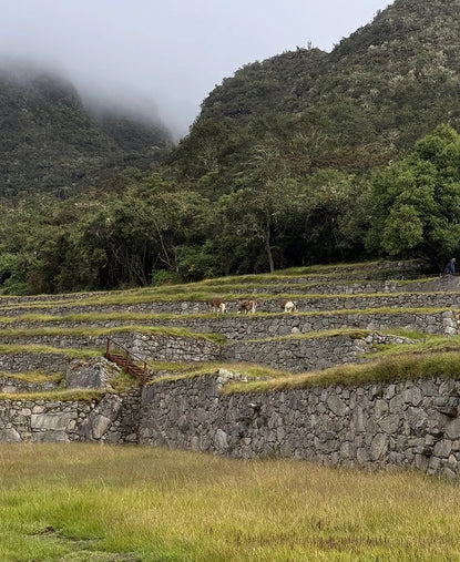 Alpacas grazing on stepped stone agricultural terraces on a foggy Andean hillside