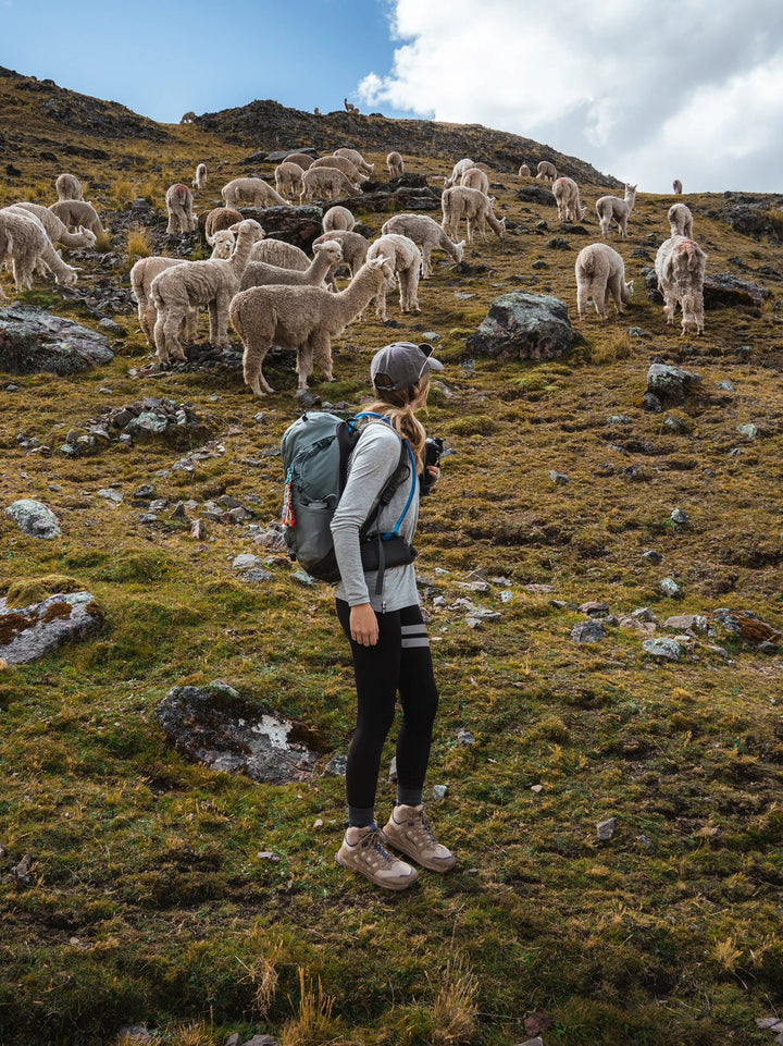 Hiker standing on a grassy Andean slope among a herd of llamas with cloudy mountains in the background
