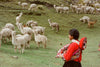 Young woman in traditional Andean clothing watching a herd of alpacas grazing on a grassy hillside
