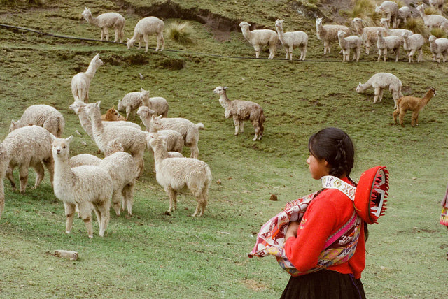 Young woman in traditional Andean clothing watching a herd of alpacas grazing on a grassy hillside