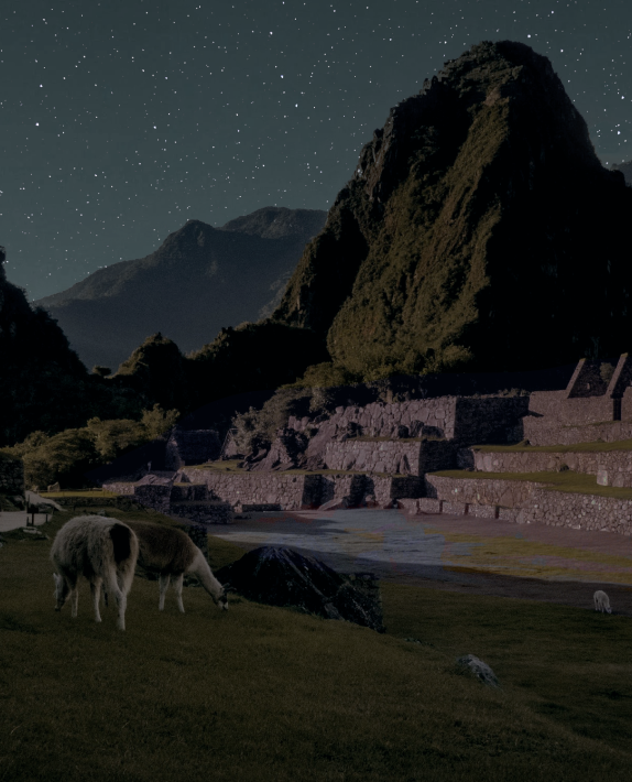 Image of Alpacas grazing on the terraces of Machu Picchu 