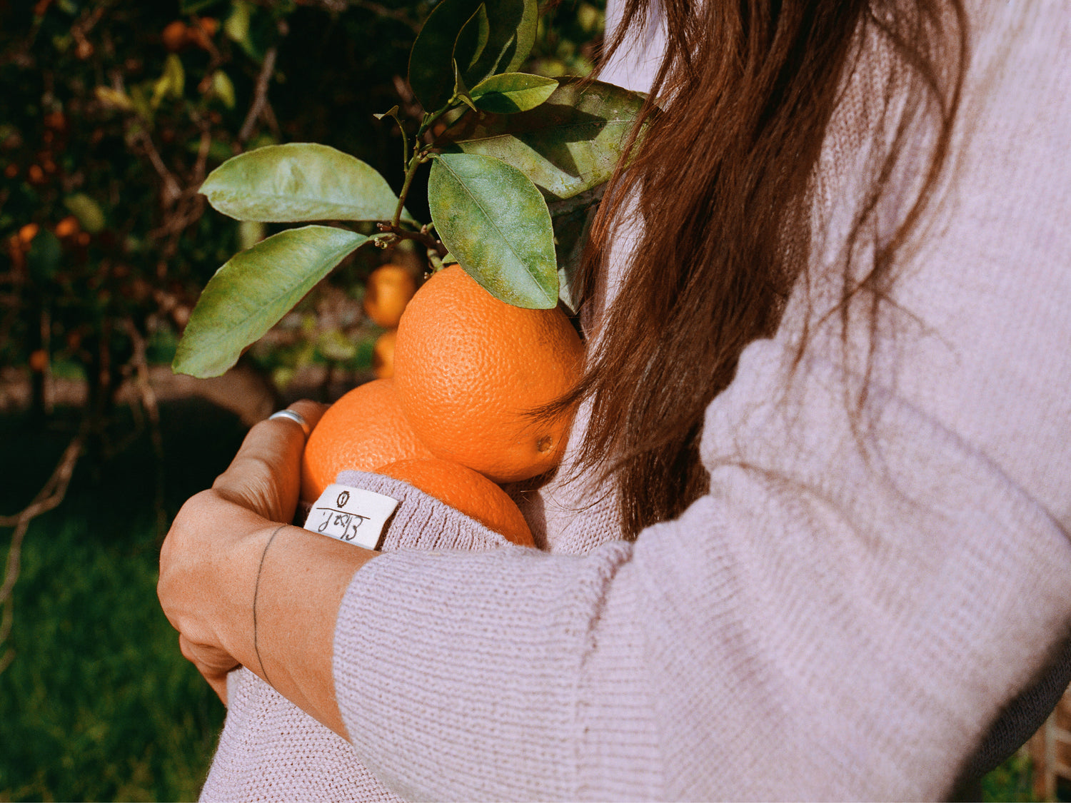 Woman wearing light pink alpaca hoodie holding oranges in an orchard