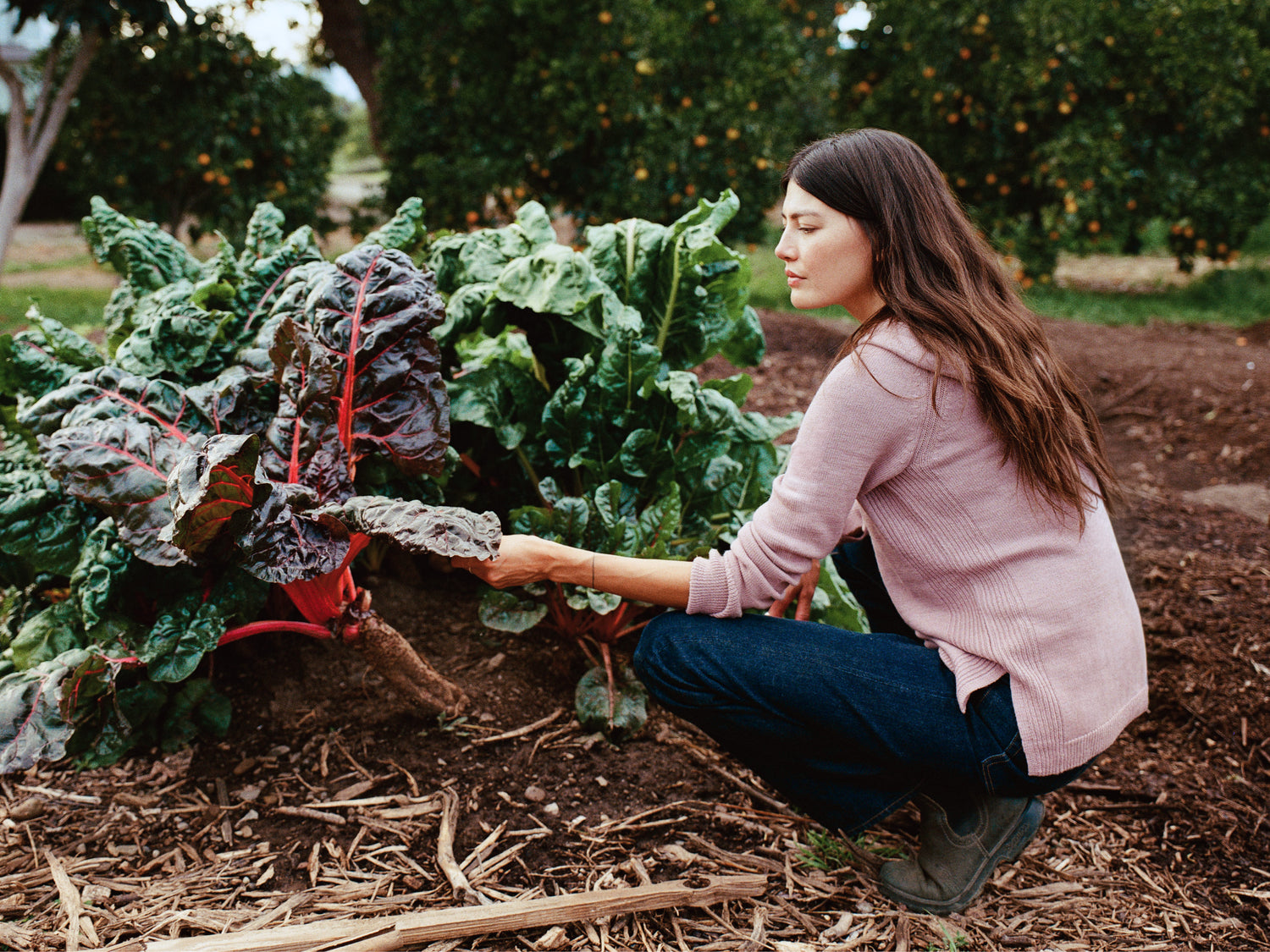Woman wearing a light pink alpaca hoodie (relaxed fit) kneeling in a garden tending large Swiss chard