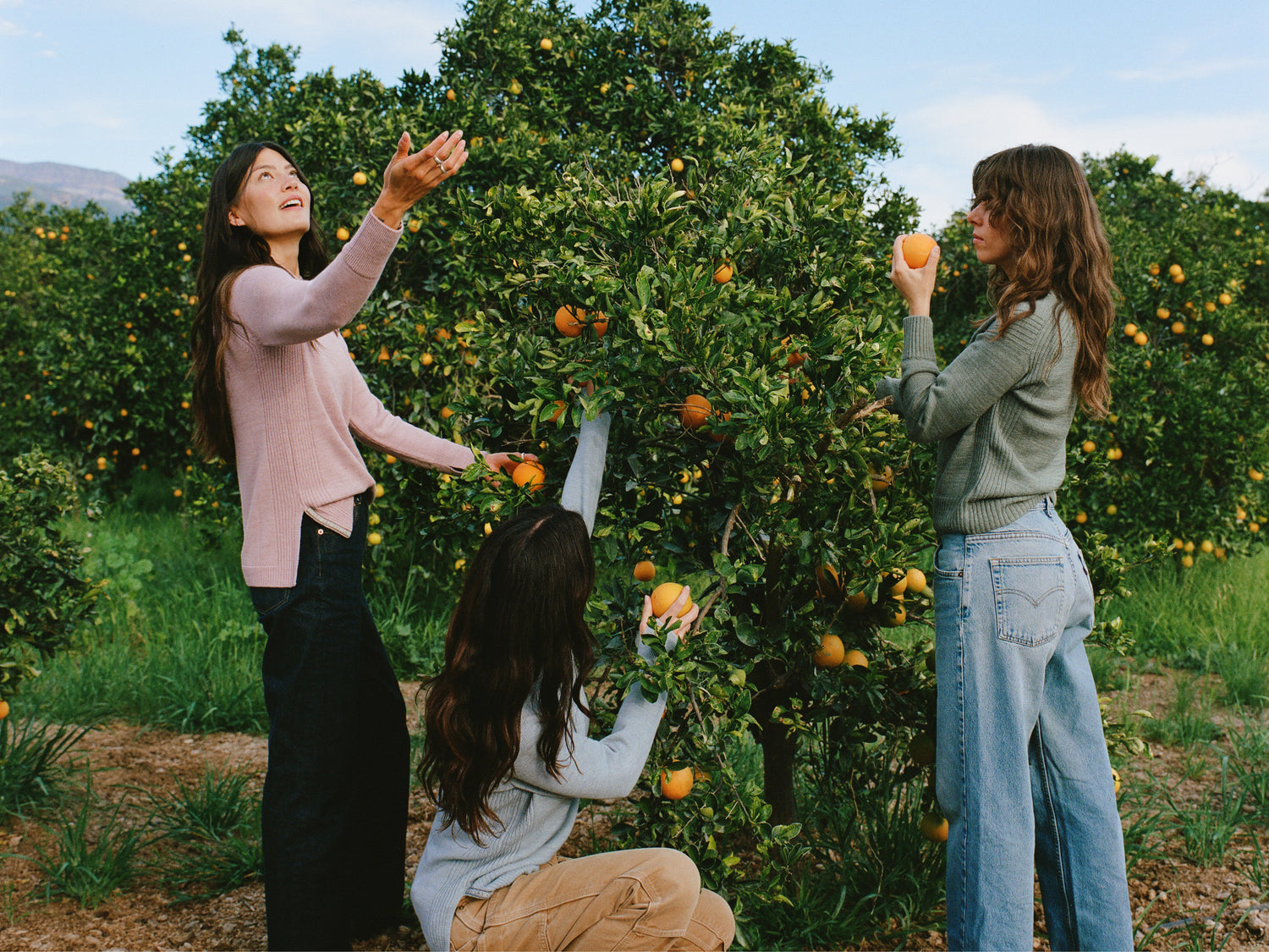 Three women picking oranges in an orchard wearing women’s alpaca hoodies in pink, green, and light gray on models