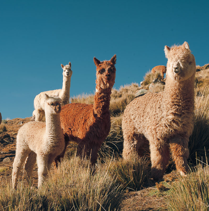 Five Alpacas standing on the slope of a mountain