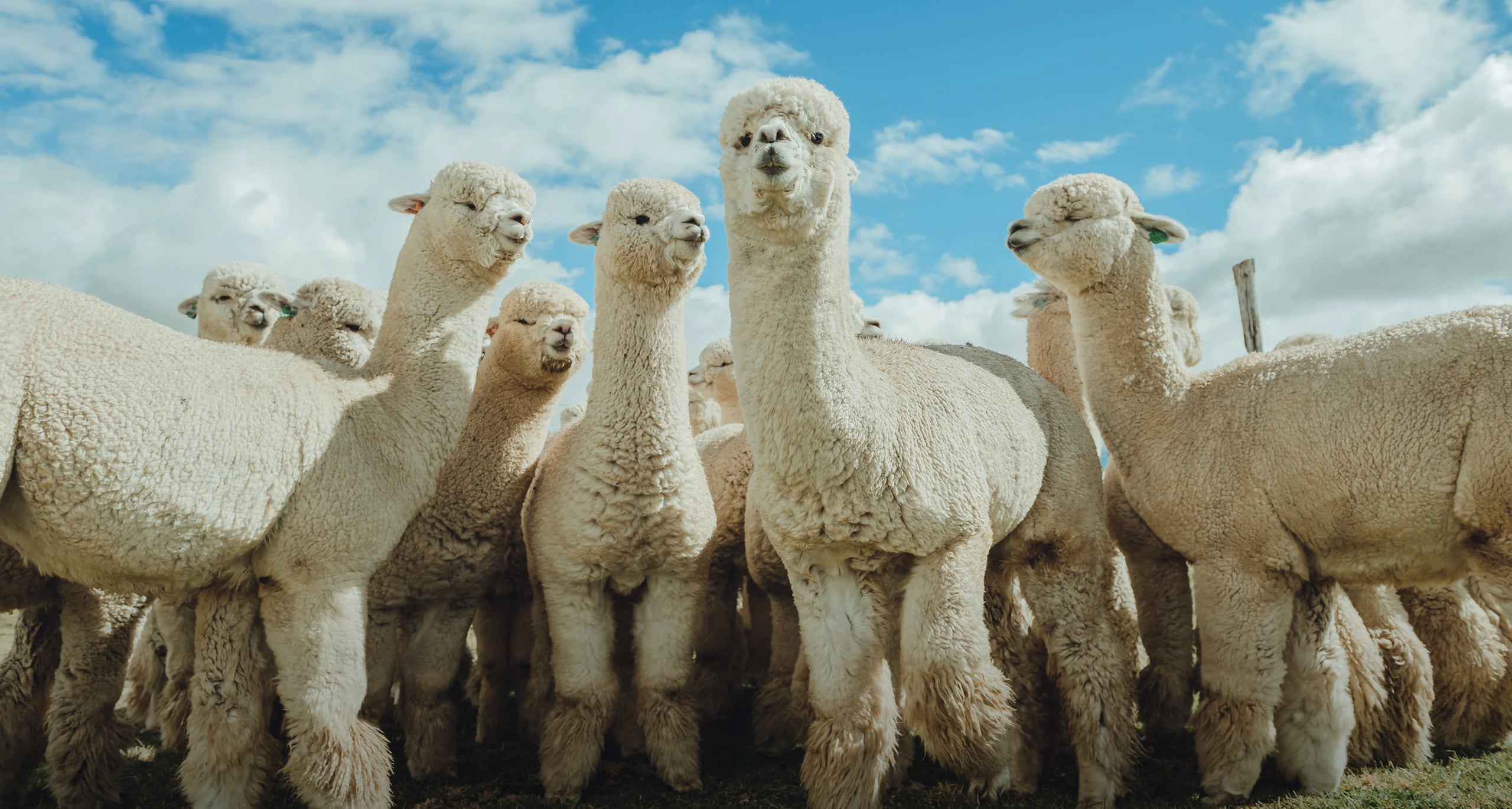 Group of alpacas standing together in a sunlit pasture, looking toward the camera