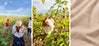Collage of three photos showing Peruvian Pima cotton fields, farmers harvesting cotton, and rainforest farmland
