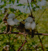 Close-up of Pima cotton bolls on a branch in a sunlit Peruvian field
