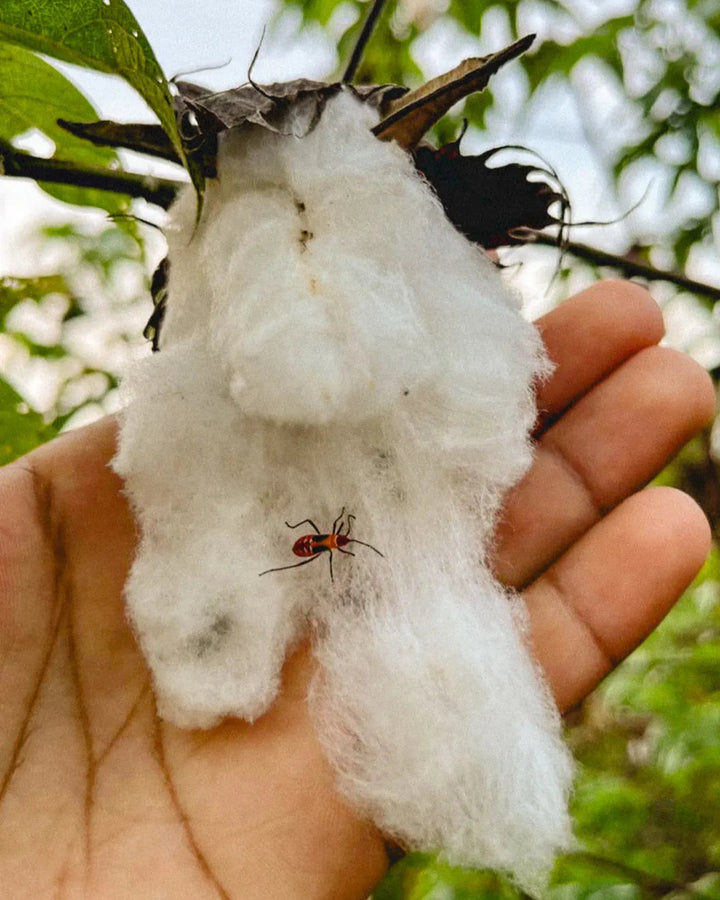 Close-up of organic Peruvian Pima cotton bolls on a plant at a rainforest-adjacent farm