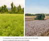 Peruvian Pima cotton farm with lush green canopy beside conventional cotton field with exposed soil and tractor