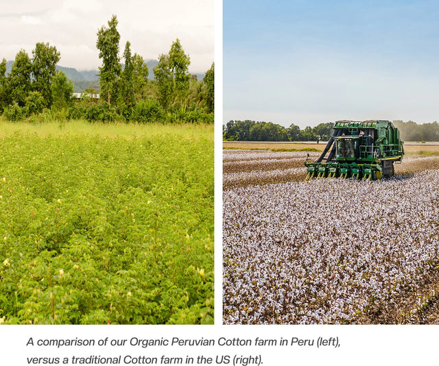 Peruvian Pima cotton farm with lush green canopy beside conventional cotton field with exposed soil and tractor