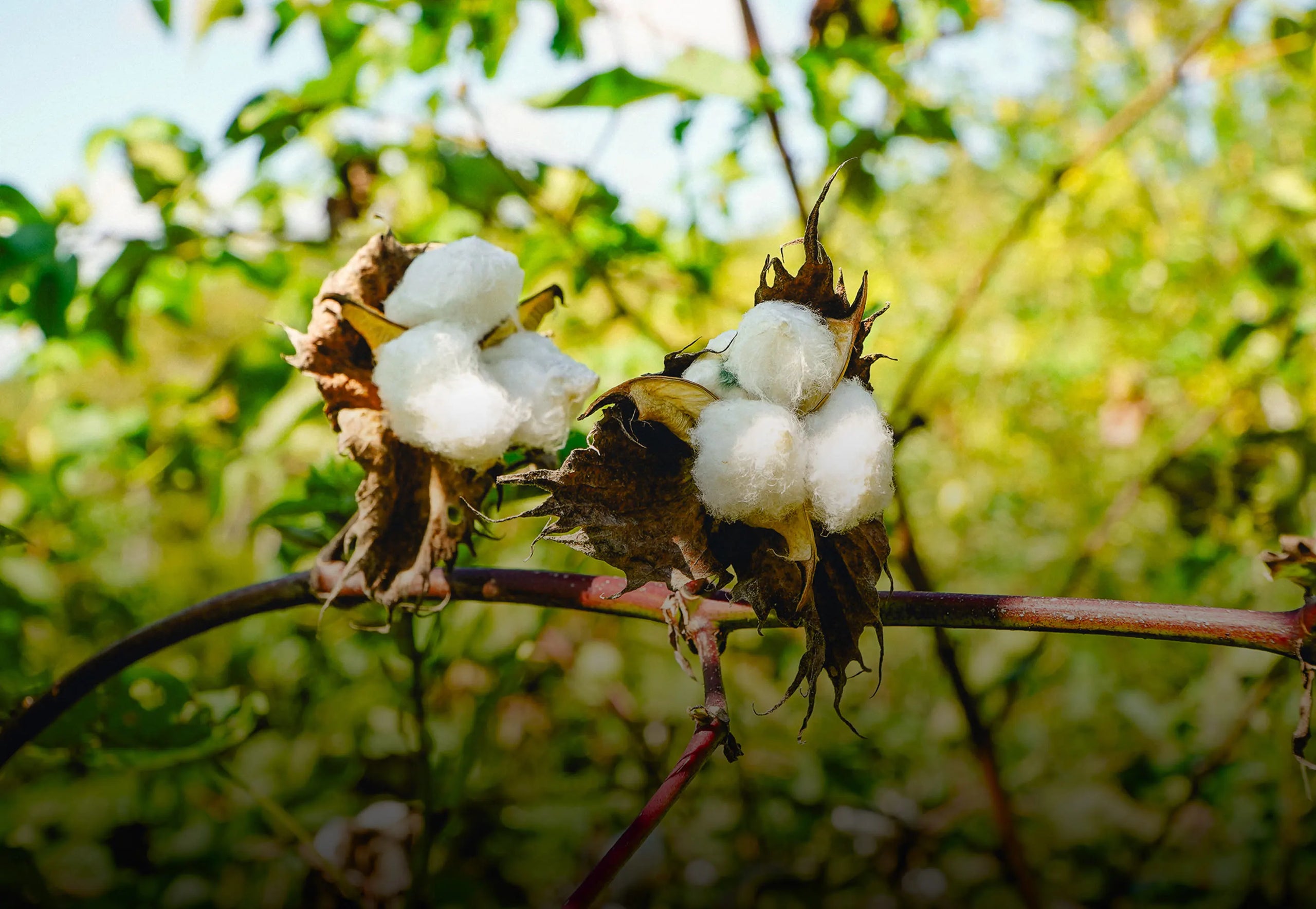 Close-up of organic Pima cotton bolls on a branch in a Peruvian farm with blurred green rainforest background