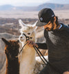 Person holding two alpacas on leashes outdoors with snowy mountains in the background