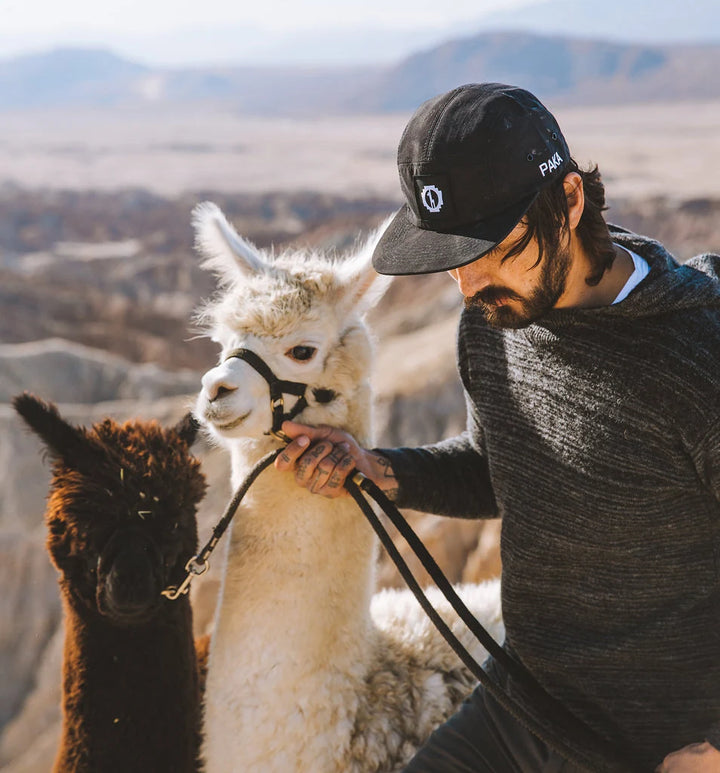 Person holding two alpacas on leashes outdoors with snowy mountains in the background