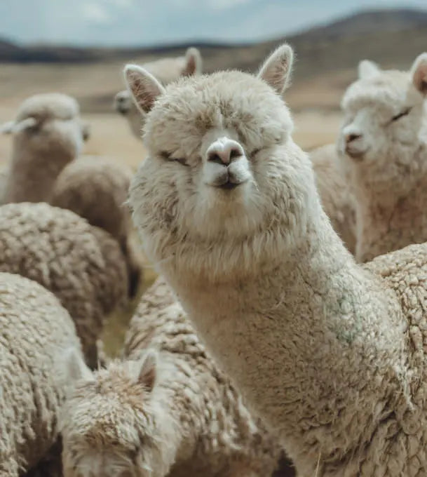 Close-up of an alpaca facing the camera among a herd in a grassy mountain pasture