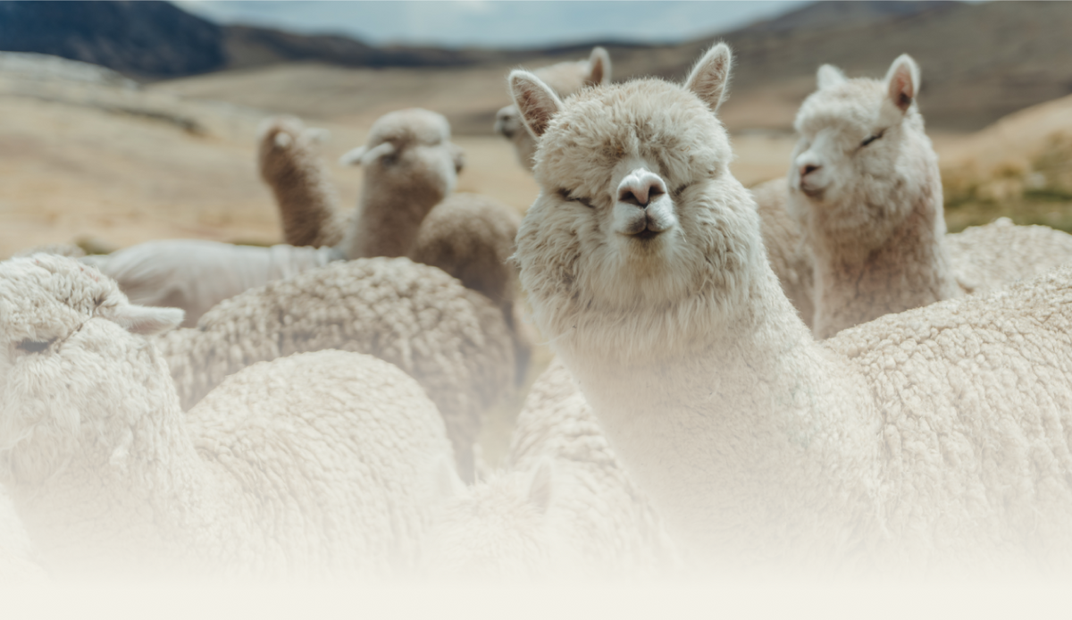 Group of white alpacas standing in a grassy highland field, one fluffy alpaca looking toward the camera