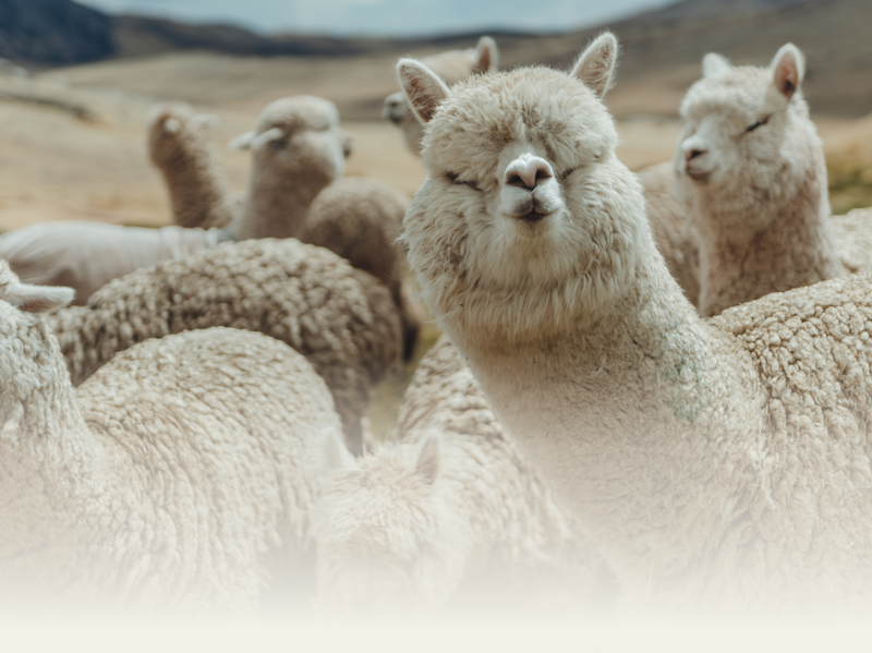 Group of alpacas standing together on a grassy hillside, close-up showing their fluffy fleece and a blurred mountain background