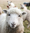 Alpaca facing the camera in a grassy pasture with blurred herd in the background