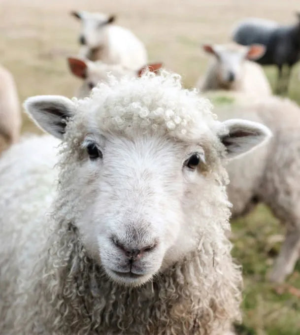 Alpaca facing the camera in a grassy pasture with blurred herd in the background