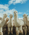 Several alpacas standing together in a grassy field under a blue sky
