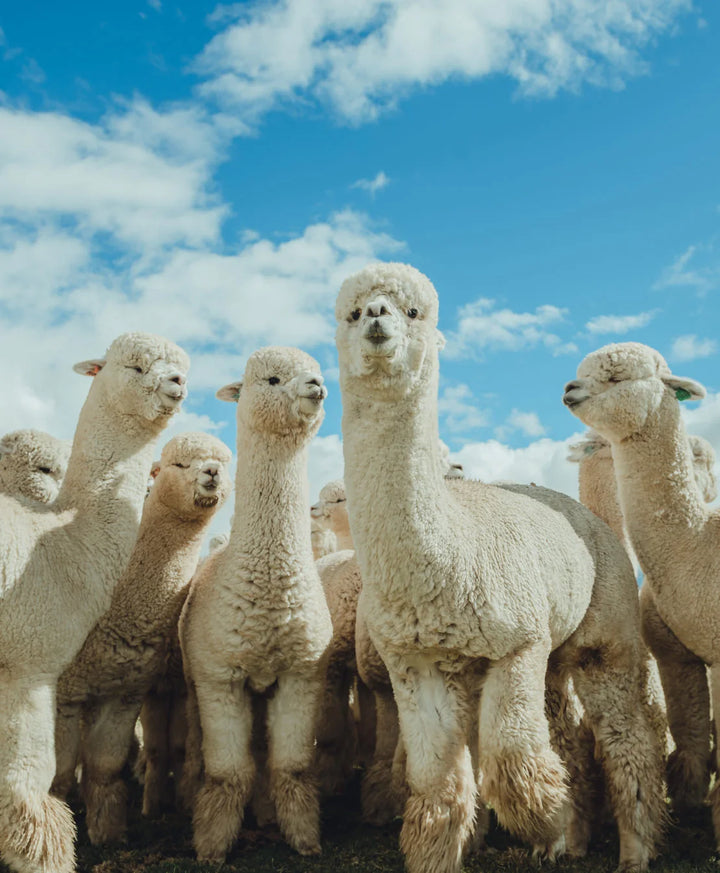Several alpacas standing together in a grassy field under a blue sky