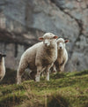 Two white sheep standing on a grassy hillside with rocky cliffs in the background