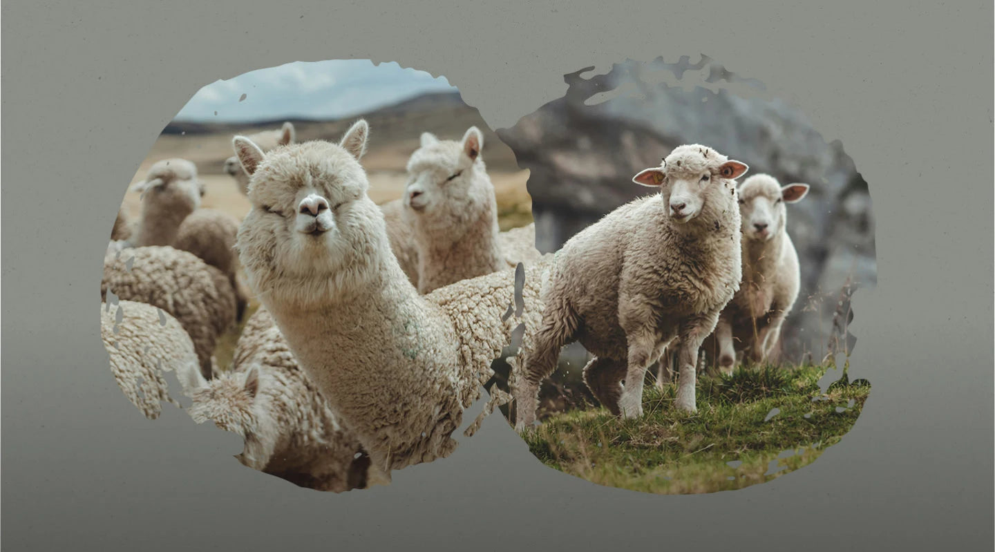 Three alpacas grazing on a grassy hillside with rocky outcrops and a cloudy sky