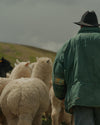 An alpaca farmer walking with his alpacas. 