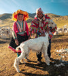 Two handlers shearing a white alpaca in a Peruvian highland field during the shearing process