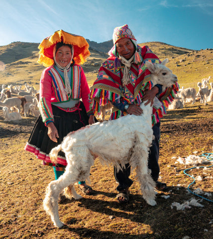 Two handlers shearing a white alpaca in a Peruvian highland field during the shearing process