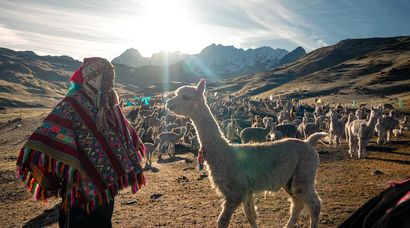 Handler shearing an alpaca in a sunlit Peruvian pasture