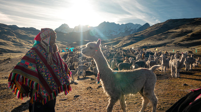 Handler shearing an alpaca in a sunlit Peruvian pasture
